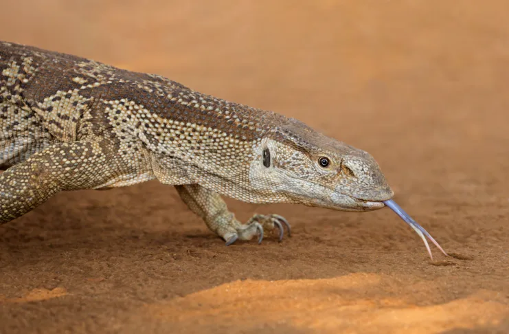 Portrait of a rock monitor (Varanus albigularis), Kruger National Park, South Africa