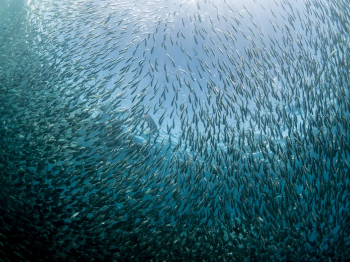 School of Sardines in the philippines