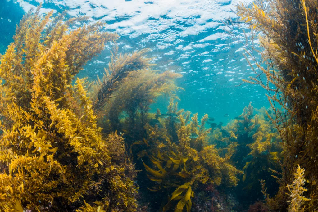 Seaweed in Hayama,Kanagawa,japan