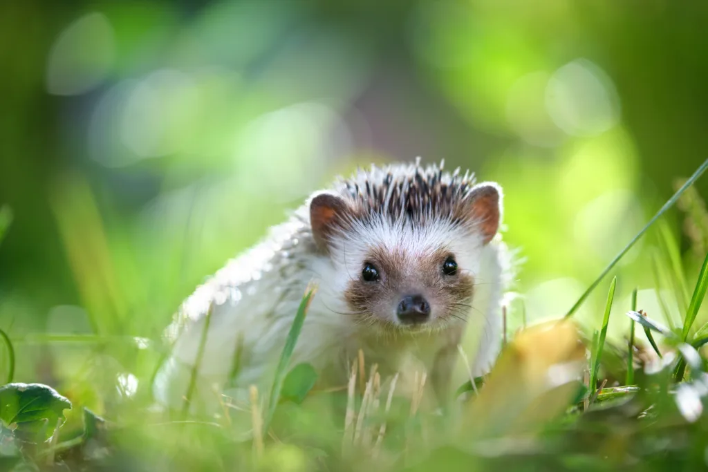 Small african hedgehog pet on green grass outdoors on summer day. Keeping domestic animals and caring for pets concept.