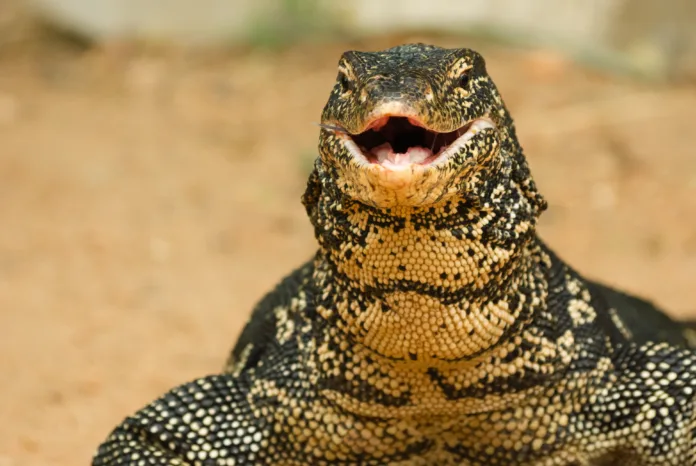 Varanus salvator, water monitor lizard