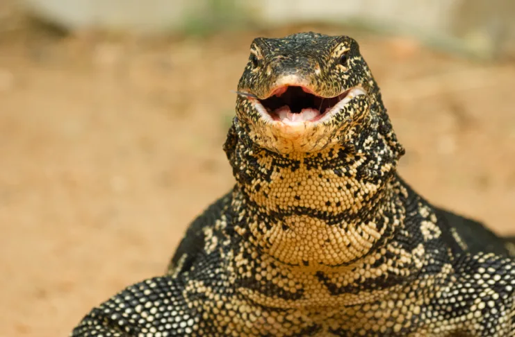 Varanus salvator, water monitor lizard