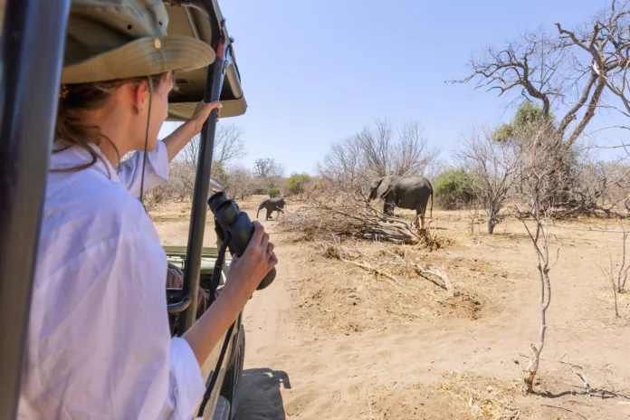 Watching an elephant really close out of a jeep at a safari in Africa