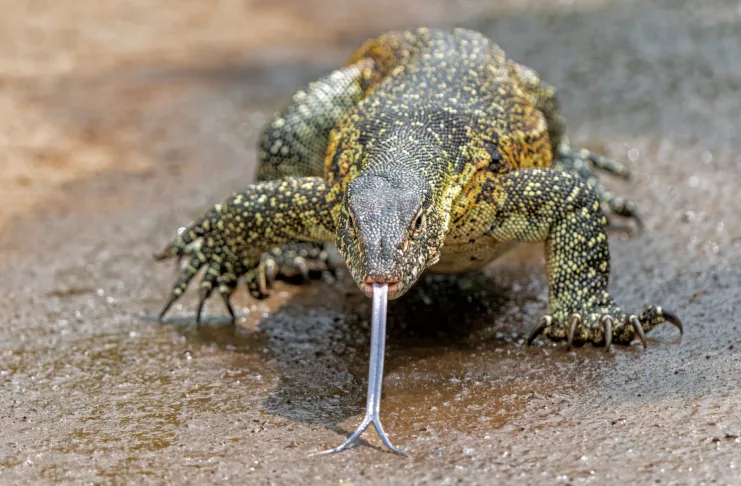 Water Monitor Lizard (Varanus niloticus) or Nile Monitor Lizard searching for food in Hluhluwe National Park in South Africa