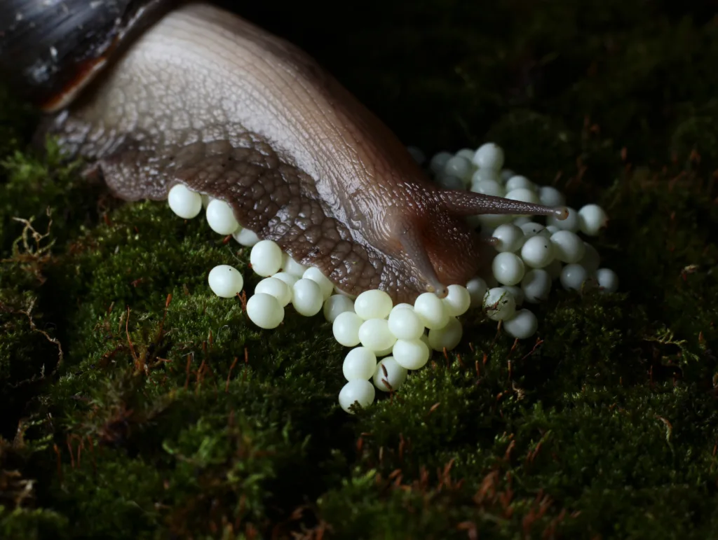 a giant snail laying eggs