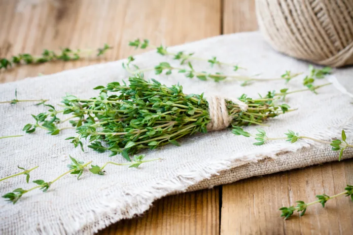 bundle of raw fresh organic thyme on sackcloth