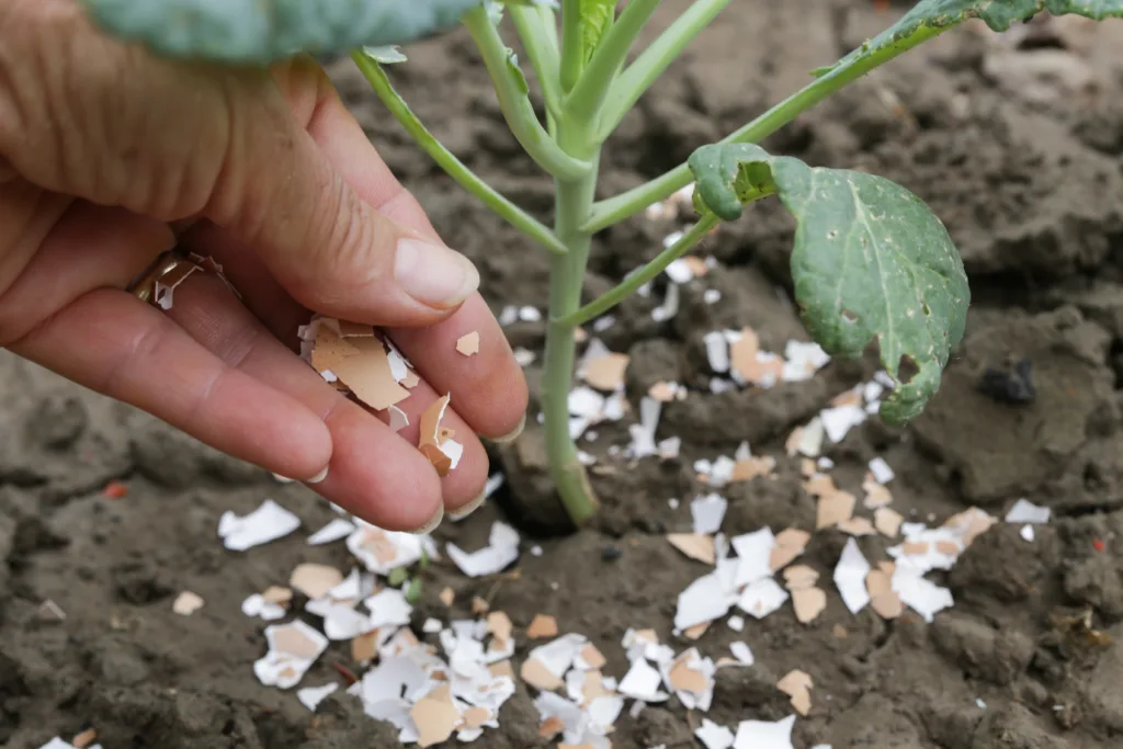 Crushed eggs shellsaround plant as organic fertilizer at home garden and an effective barrier for snails