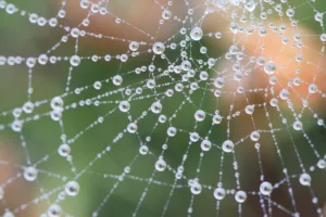 Dew covered cobwebs cover gorse bushes in heavy fog on the Blorenge Woodland Trust reserve in the Brecon Beacons. November