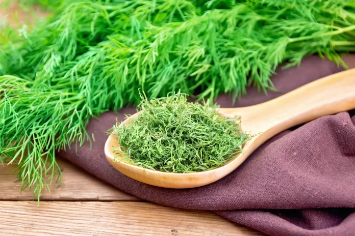 Dry dill in a spoon on a napkin, fresh herb on the background of an old wooden board