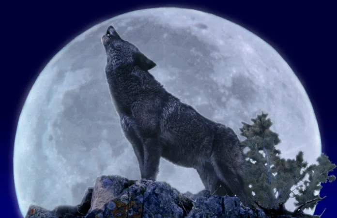 European Wolf, canis lupus, Adult Howling at the Moon