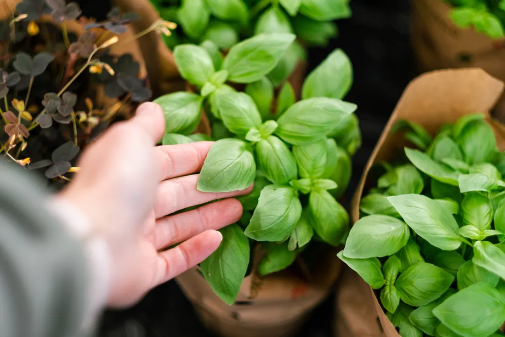 man customer hand choosing basil herb for planting in garden center