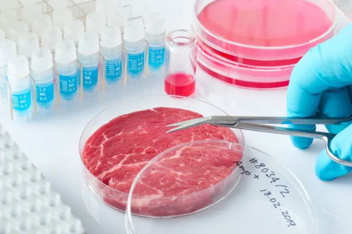 Meat sample in open  disposable plastic cell culture dish in modern laboratory or production facility. Written label on the dish has been generated for the shot, it is meaningless.