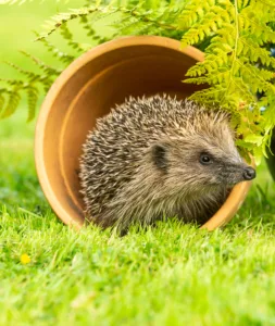 Portrait of a wild, native, European hedgehog in natural garden habitat with green grass and ferns. Facing right. Scientific name: Erinaceus Europaeus. Vertical. Copy Space.