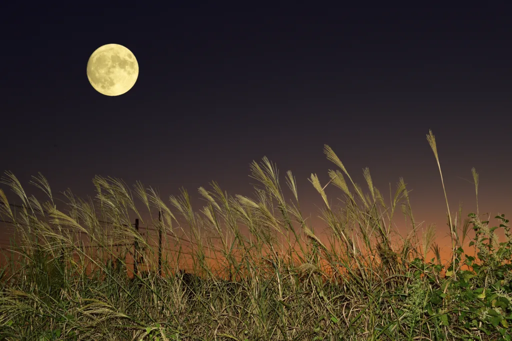 The traditional Japanese harvest moon night. Japanese translation is "Tsukimi".