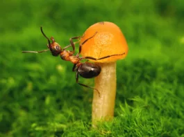 forest ant exercises on a mushroom