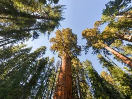 General Sherman - the largest tree on Earth, Sequoia National Park, California.