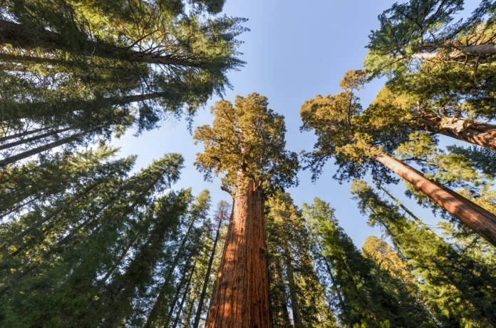 General Sherman - the largest tree on Earth, Sequoia National Park, California.