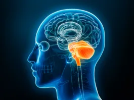 Hindbrain or lower brain or rhombencephalon with medulla, pons and cerebellum xray 3D rendering illustration. Human body anatomy, medical, biology, science, neuroscience, neurology concepts.