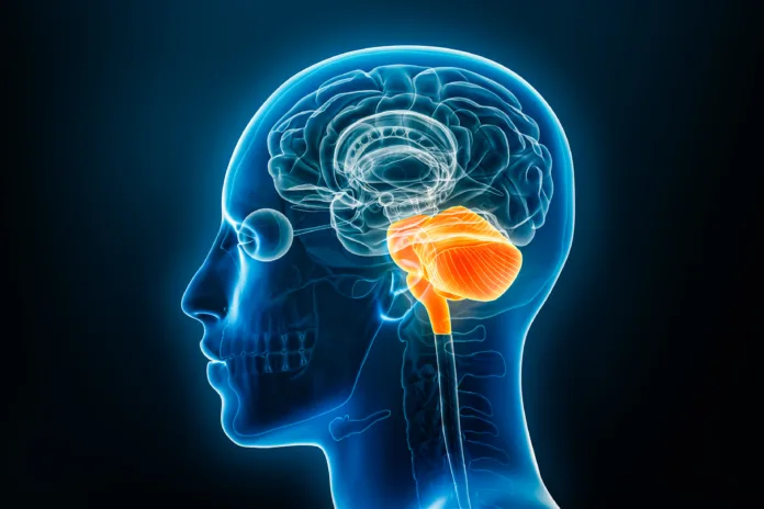 Hindbrain or lower brain or rhombencephalon with medulla, pons and cerebellum xray 3D rendering illustration. Human body anatomy, medical, biology, science, neuroscience, neurology concepts.