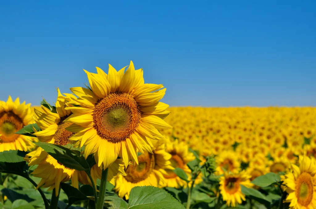 Yellow sunflowers grow in the field. Agricultural crops.