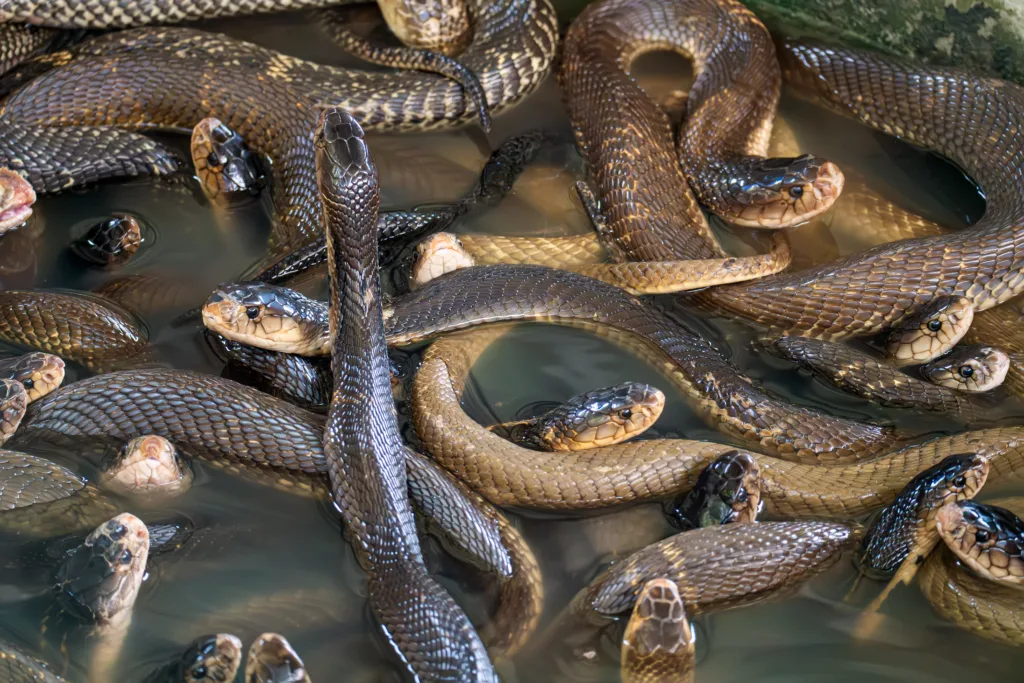 a lot of snakes in the water on the background.. snake farm