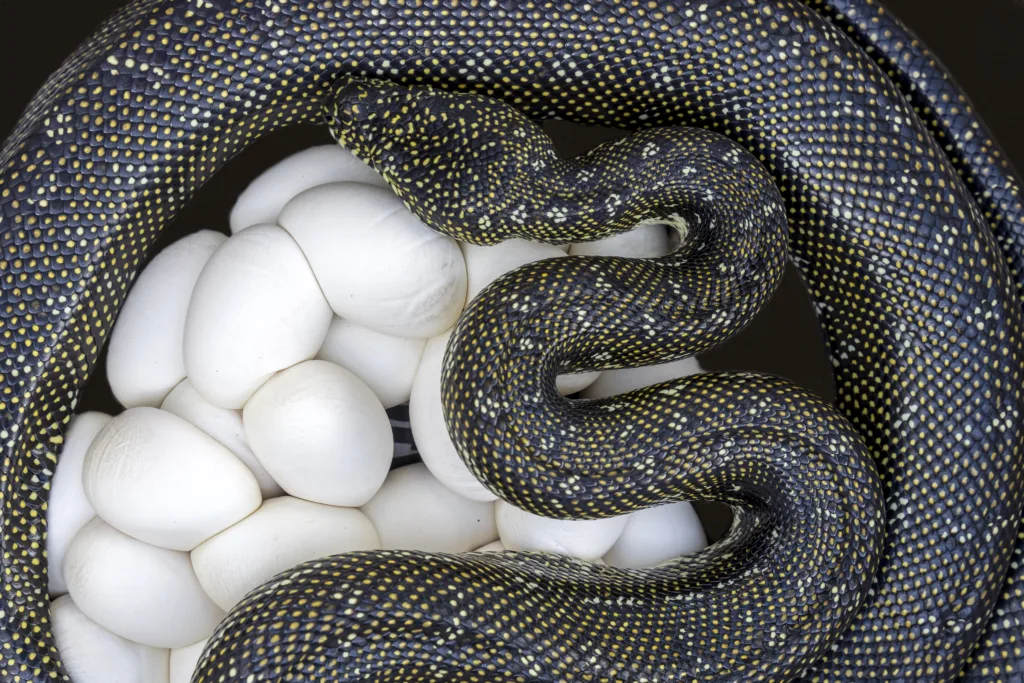 Australian Diamond Python laying eggs