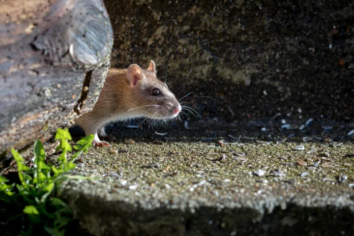 beautiful wild brown norway rat, rattus norvegicus