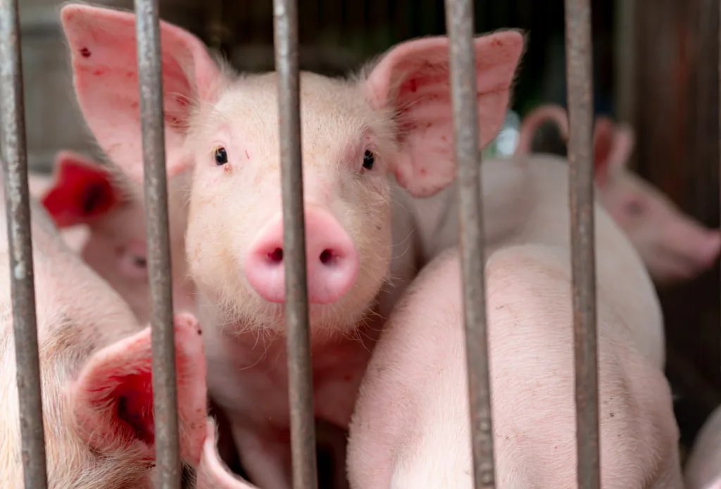 Cute piglet in farm. Happy and healthy small pig. Livestock farming. Meat industry. Animal meat market. African swine fever and swine flu concept. Swine breeding. Mammal animal. Pink piglet in pigsty.