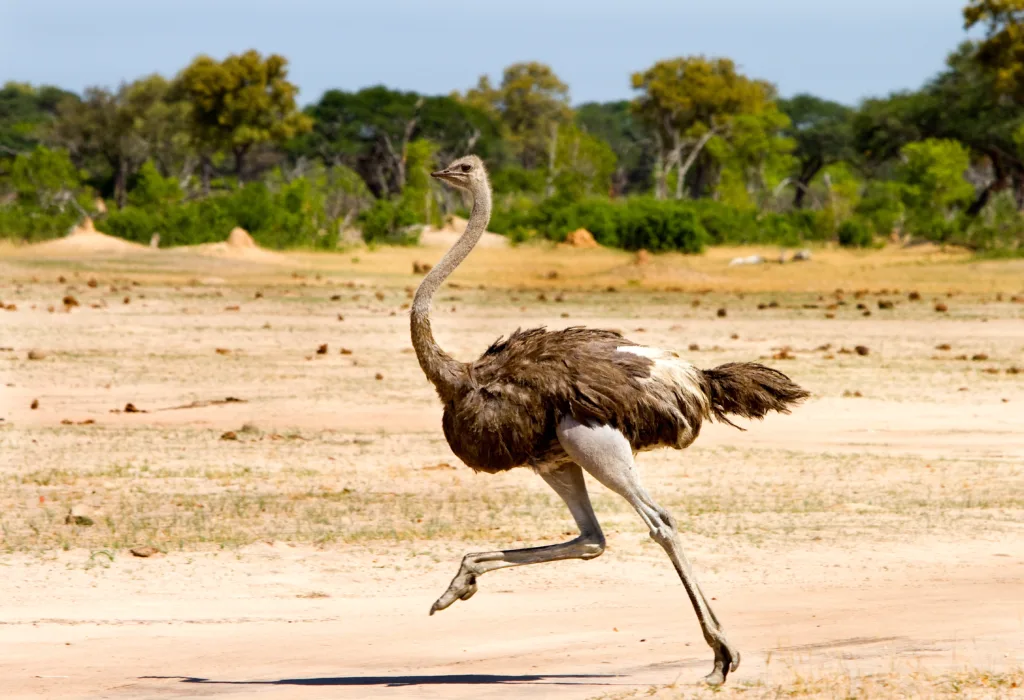 Female Ostrich running across the Hwange Plains in Zimbabwe with a natural bush veld background