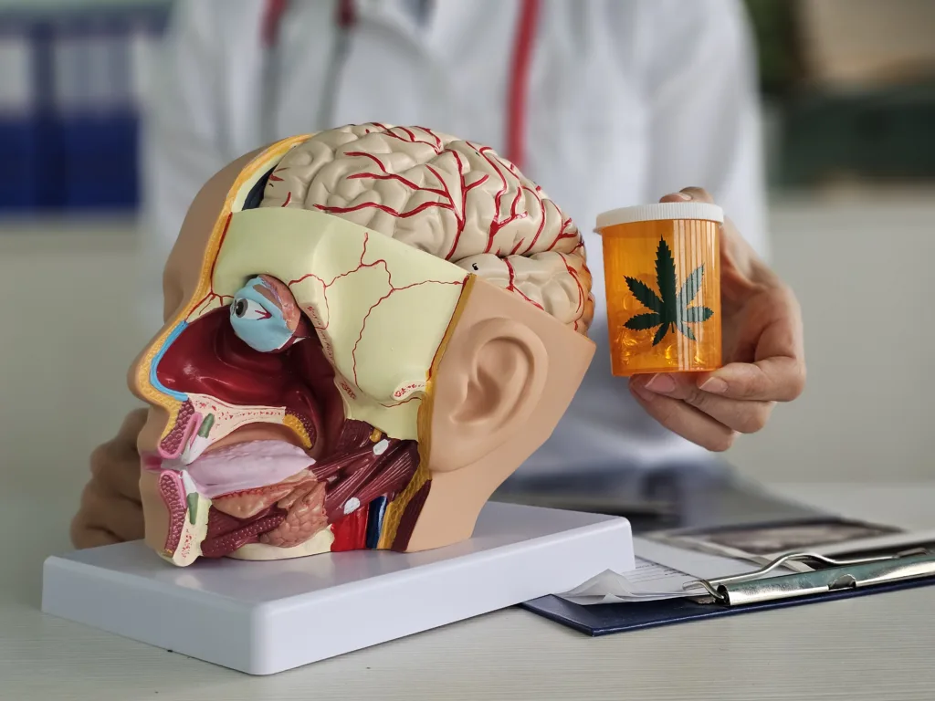 Model of human brain with nerves and marijuana in the hands of a neurologist. Effect of cannabis plant on organs and medical treatment