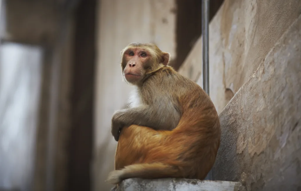 Monkey in the city sitting on the window pane