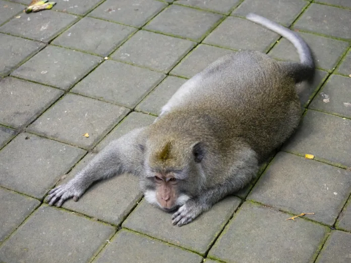 Mountain Monkey at public park.