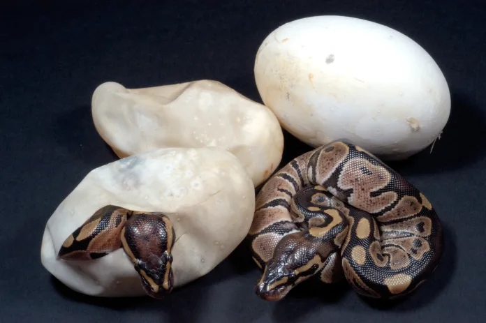 Royal Python coming out of egg Python regius