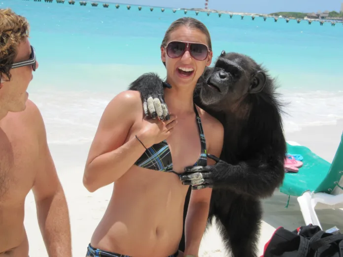 A chimpanzee makes a move on an unsuspecting tourist on the beach of Cancun, Mexico. Both her and her boyfriend were shocked!