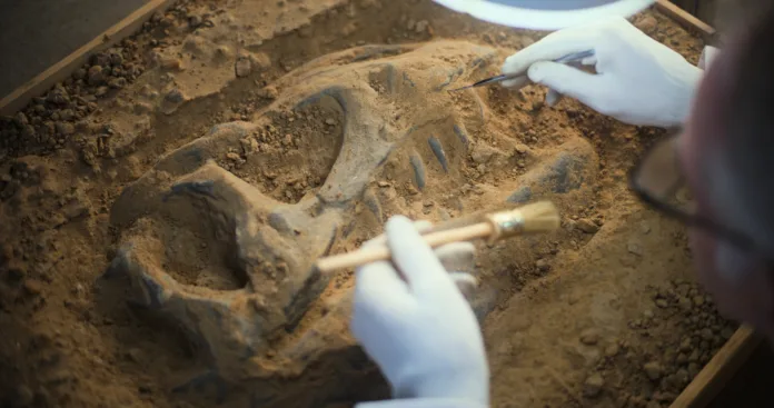 Archaeologist cleans prehistoric human or animal bones after excavation under lamp using tools and brush, examines ancient fossil remains of dinosaur skeleton. Scientist works in archaeological lab.