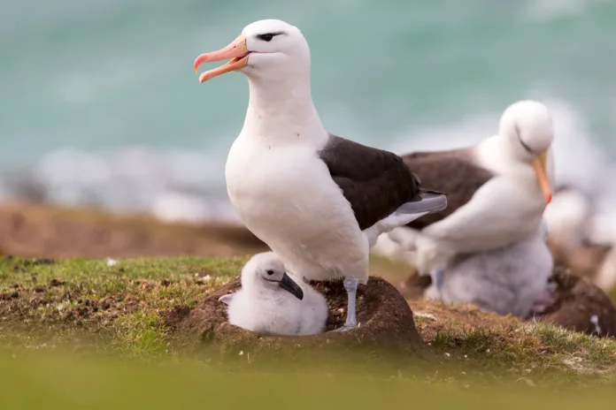 Black-Browed Albatross and chick