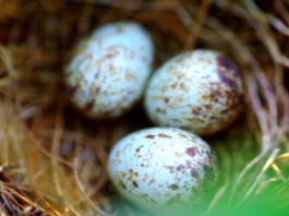 Cardinal eggs in a nest in the wild. Used macro lens for this shot. Large aperture suited it well.