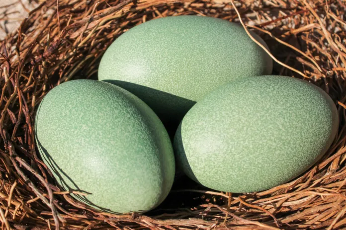 Cassowary eggs have a green color and are large