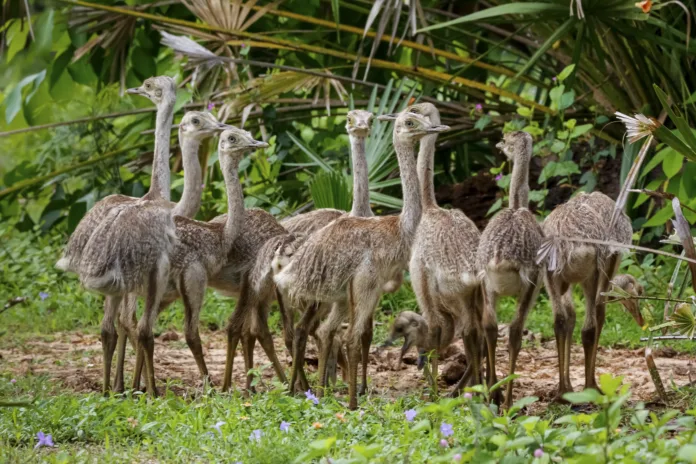 Close-up of a group of Nandu or Rhea chicks in natural habitat, Pantanal Wetlands, Mato Grosso, Brazil