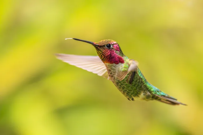 Closeup of a male Anna's Hummingbird (Calypte anna) hovering in mid-air.