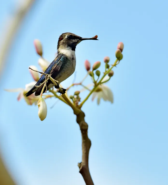 Cuban Bee Hummingbird (Mellisuga helenae) single adult male perched on branch, Zapata peninsula, Cuba, Caribbean.Bee hummingbirds are the smallest birds in the world.