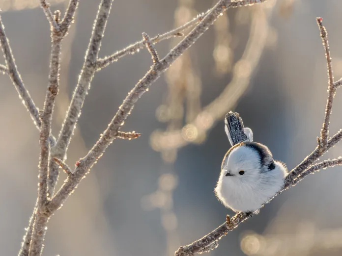 Cute wild birds in japan!