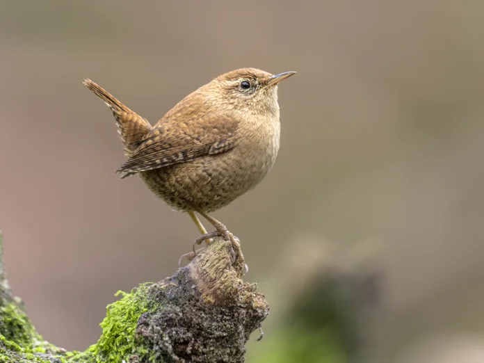 Eurasian wren (Troglodytes troglodytes) is a very small insectivorous bird. Tiny european songbird on branch. Little animal looking innocent while sitting with erect tail. Netherlands.