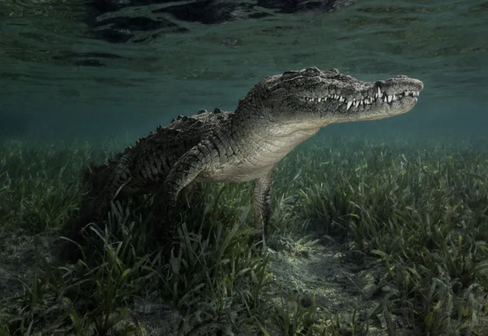 Eye level with a Cuban crocodile (Crocodylus rhombifer) near the surface. Green sea behind, sea grasses on the seafloor & surface waves above.