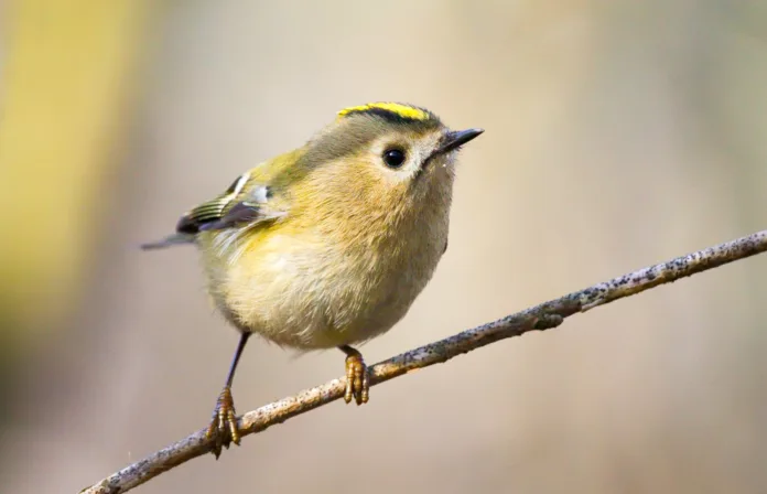 Goldcrest (Regulus regulus) - the smallest bird of Europe, sitting on a branch