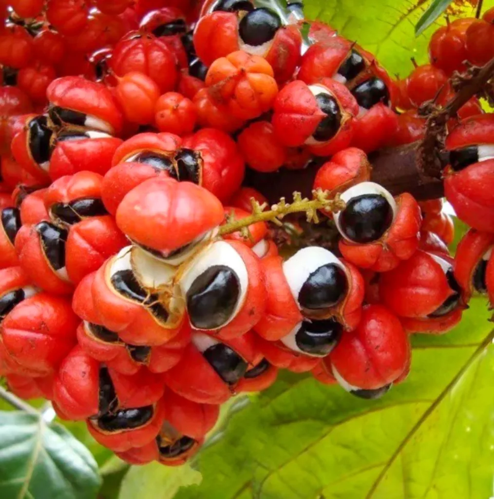 Guarana fruit