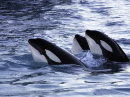 Killer whale iin the Norwegian Fjords Orcinus orca