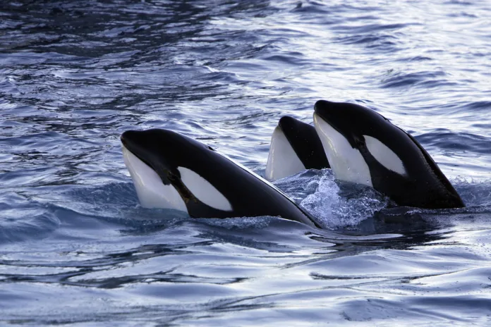 Killer whale iin the Norwegian Fjords Orcinus orca