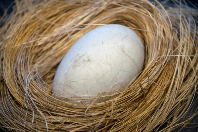 Kiwi Egg with Its Nest