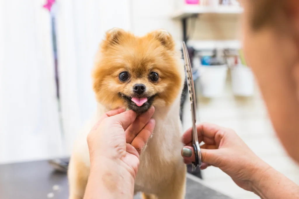 Pomeranina pet groomer grooming dog.